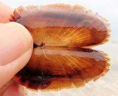 Solemya australis