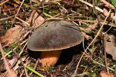 Xerocomellus zelleri