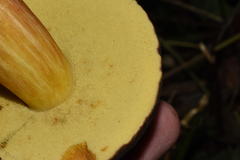 Xerocomellus zelleri