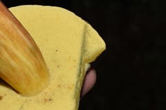 Xerocomellus zelleri