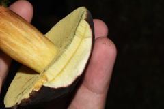 Xerocomellus zelleri