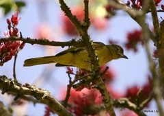 Chlorocichla flaviventris