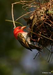 Anaplectes rubriceps