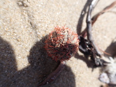 Amblypneustes formosus