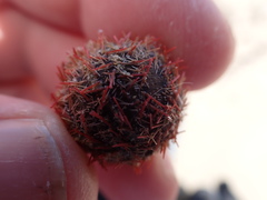 Amblypneustes formosus