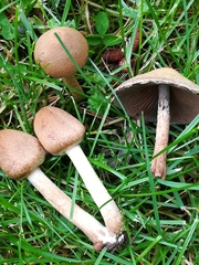 Lacrymaria lacrymabunda