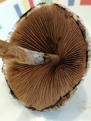 Lacrymaria lacrymabunda