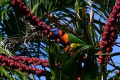 Trichoglossus rubritorquis