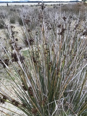 Juncus