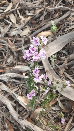 Image of Dampiera rosmarinifolia by (c) Rosalie Lawrence, some rights reserved (CC BY)