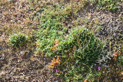 Limonium companyonis