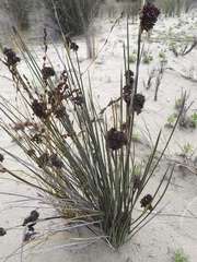 Juncus