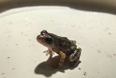 Eleutherodactylus nitidus