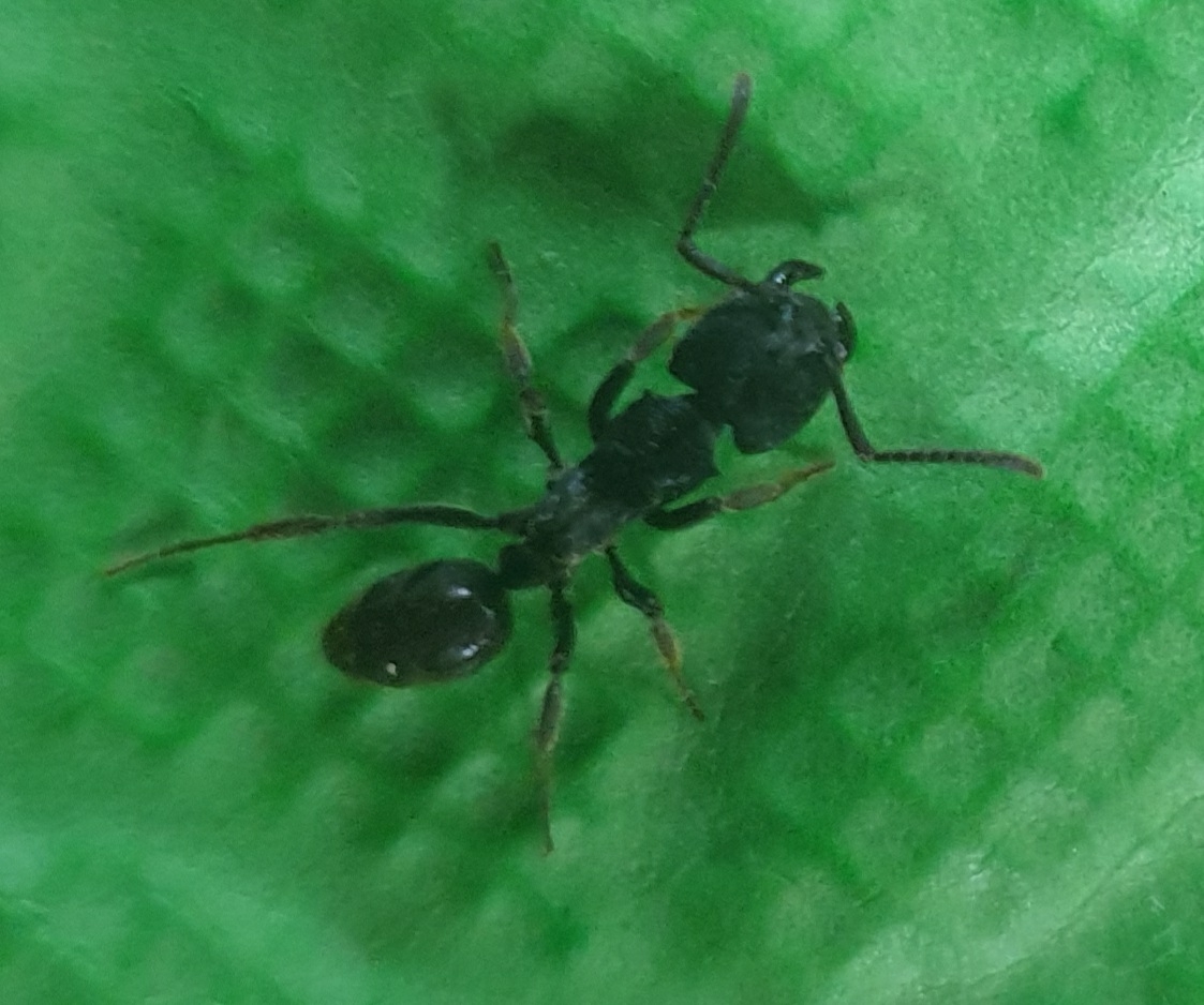 Odontoponera denticulata
