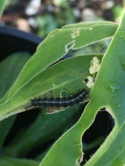 Vanessa itea