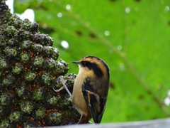 Aphrastura spinicauda fulva