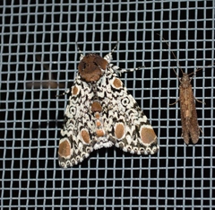 Harrisimemna trisignata