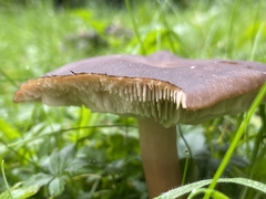 Basidiomycota