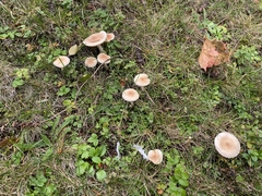 Basidiomycota