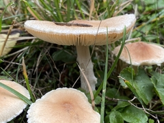 Basidiomycota
