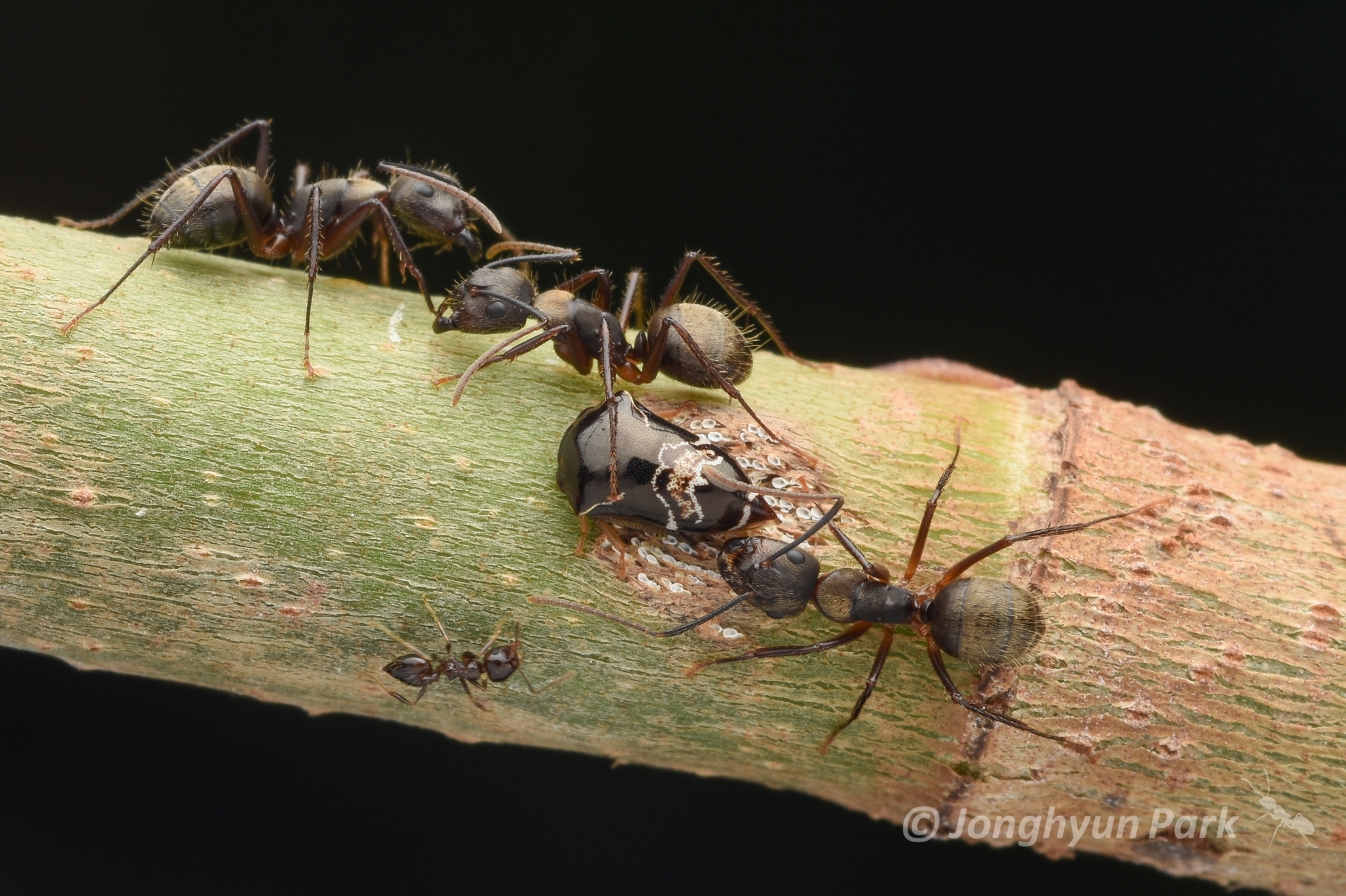 Camponotus femoratus