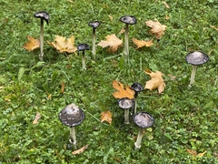 Coprinus comatus