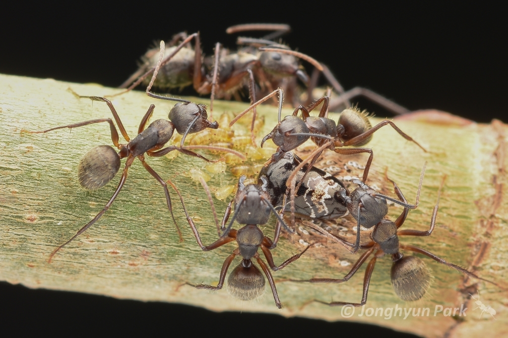 Camponotus femoratus (Hymenoptera of Loreto, Peru) · iNaturalist