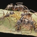 Camponotus femoratus - Photo (c) Jonghyun Park, vissa rättigheter förbehållna (CC BY), uppladdad av Jonghyun Park
