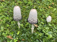 Coprinus comatus