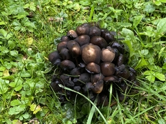 Basidiomycota