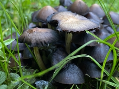 Basidiomycota