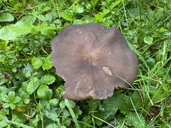 Basidiomycota