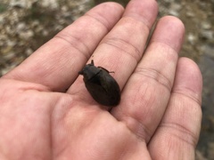 Appasus japonicus