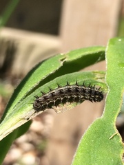 Vanessa itea