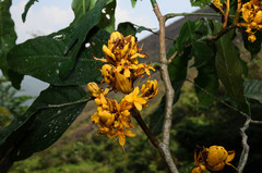 Saraca