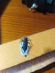 Ropalopus macropus