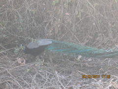 Pavo cristatus
