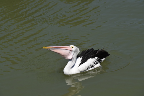 Australian Pelican, photo 9 of 10