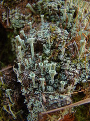 Cladonia carneola