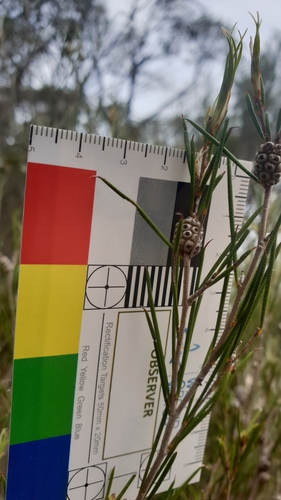 Image of Melaleuca uncinata by (c) Rosalie Lawrence, some rights reserved (CC BY)