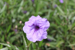 Ruellia simplex image