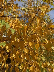 Betula pendula