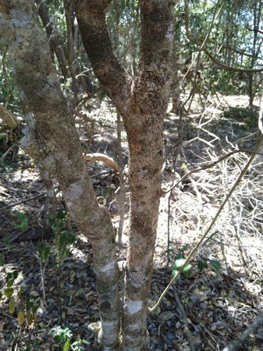 Image of Large Green Leaved Cascarilla (Croton acronychioides) by (c) Tony van Kampen, some rights reserved (CC BY)