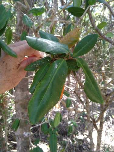Image of Large Green Leaved Cascarilla (Croton acronychioides) by (c) Tony van Kampen, some rights reserved (CC BY)