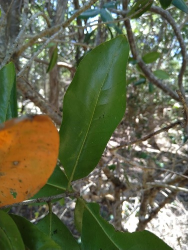 Image of Large Green Leaved Cascarilla (Croton acronychioides) by (c) Tony van Kampen, some rights reserved (CC BY)