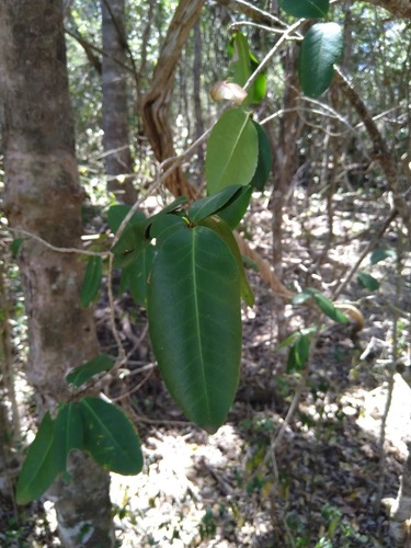 Image of Large Green Leaved Cascarilla (Croton acronychioides) by (c) Tony van Kampen, some rights reserved (CC BY)