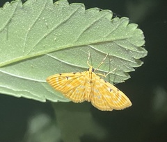 Notarcha