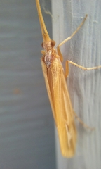Limnephilus ornatus