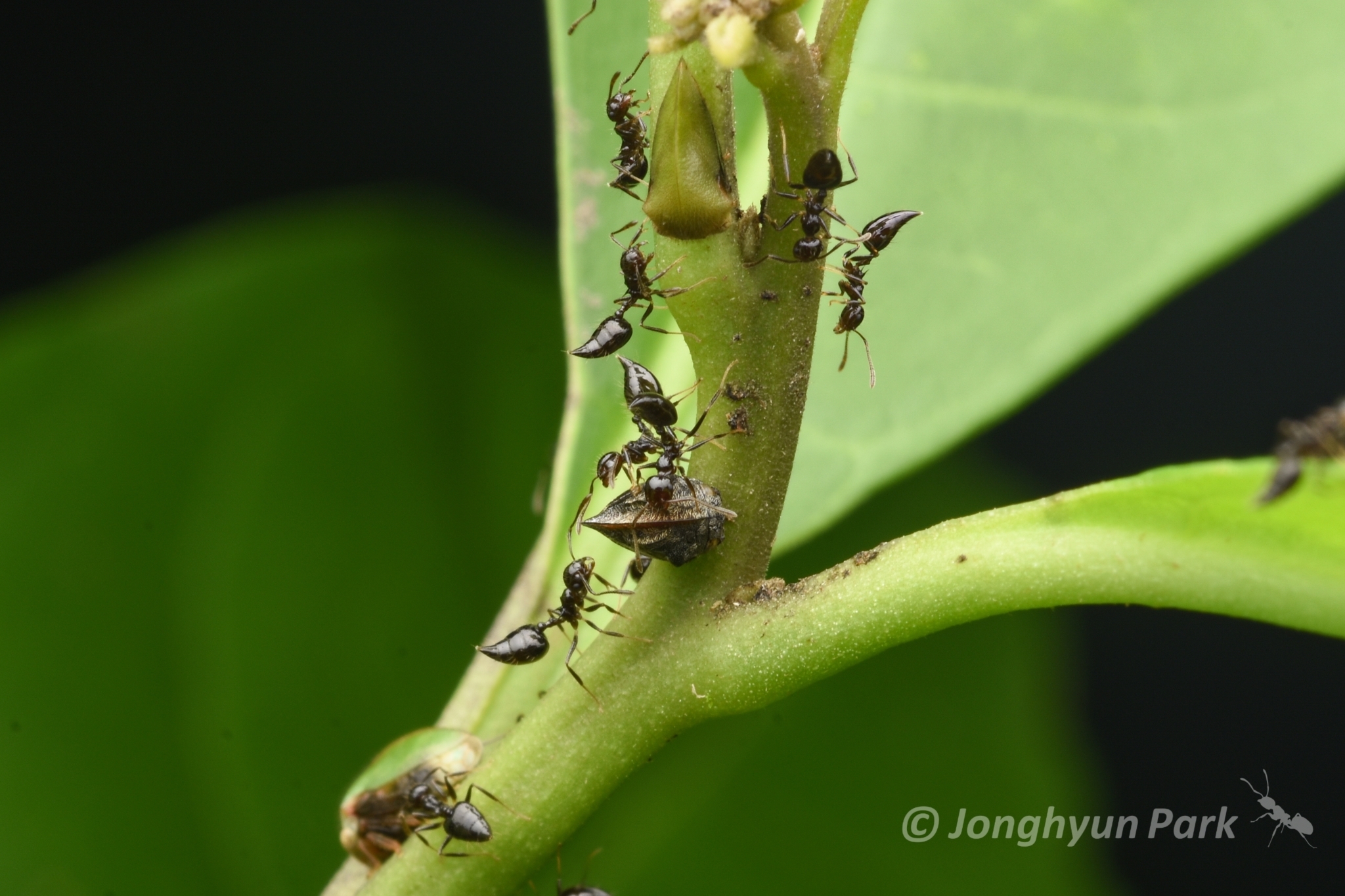 Crematogaster nigropilosa