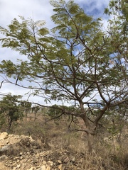 Delonix regia